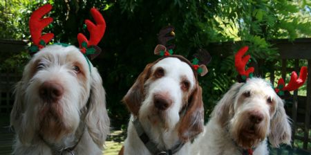 Piedimonte Italian Spinone, Melbourne, Australia.